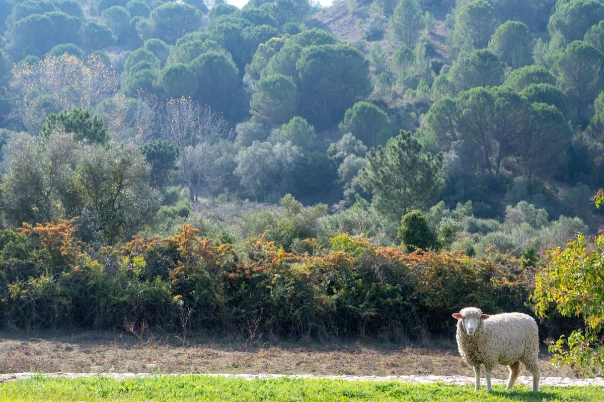 Breakfast table with linen and ceramics